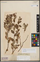 Foto von Salix starkeana Willd.